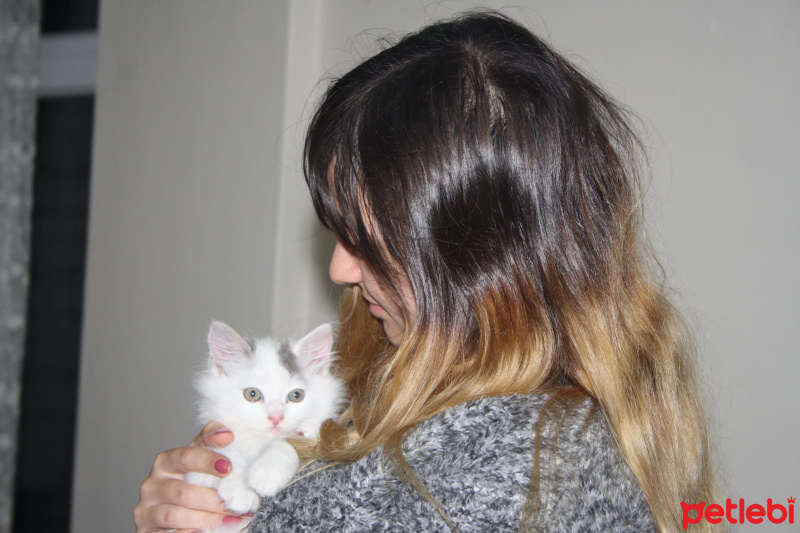 Ankara Kedisi, Kedi  Prenses fotoğrafı