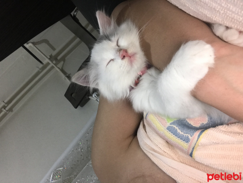Ankara Kedisi, Kedi  Prenses fotoğrafı