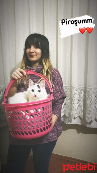 Ankara Kedisi, Kedi  Prenses fotoğrafı