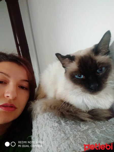 Siyam Kedisi, Kedi  Fella fotoğrafı