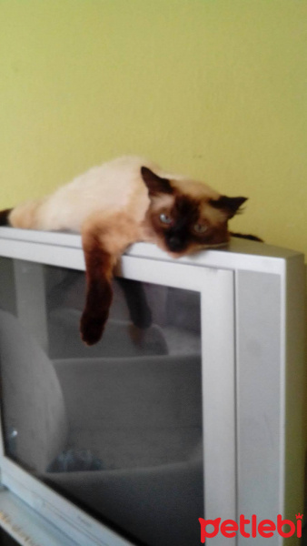 Siyam Kedisi, Kedi  Fella fotoğrafı