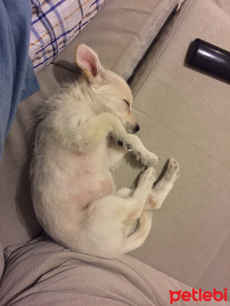 Maltese, Köpek  Daisy fotoğrafı