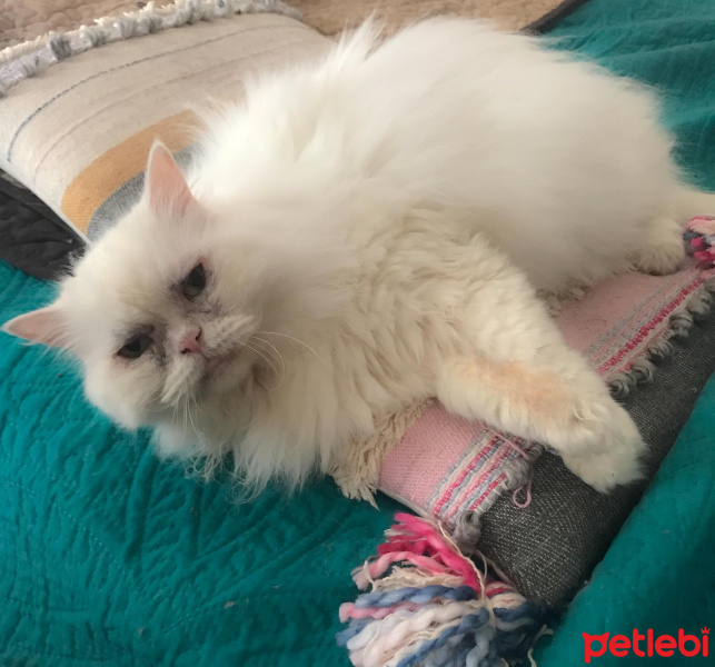 İran Kedisi (Persian), Kedi  Lulu fotoğrafı