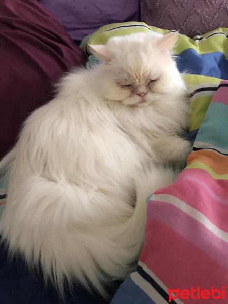 İran Kedisi (Persian), Kedi  Lulu fotoğrafı