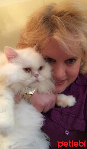 İran Kedisi (Persian), Kedi  Lulu fotoğrafı