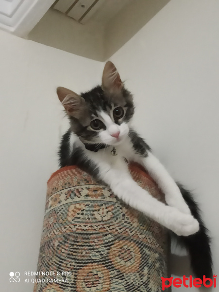 Tekir Kedi, Kedi  Poffy fotoğrafı