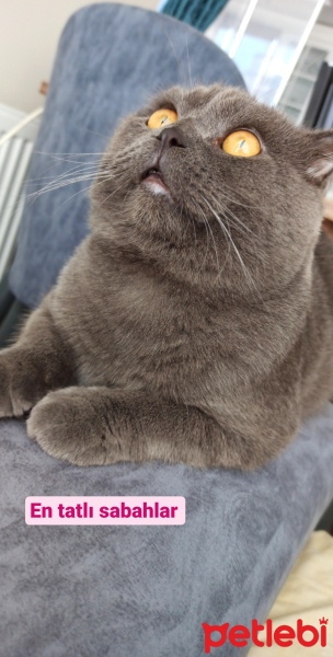 Scottish Fold, Kedi  Bulut fotoğrafı
