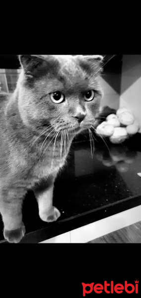 Scottish Fold, Kedi  Bulut fotoğrafı