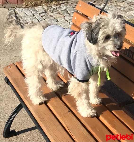 Maltese, Köpek  JJ fotoğrafı