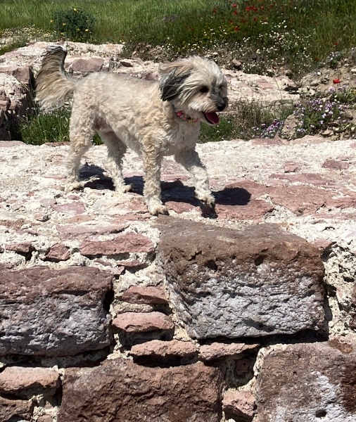 Maltese, Köpek  JJ fotoğrafı