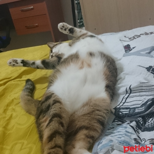 Tekir Kedi, Kedi  Şans fotoğrafı