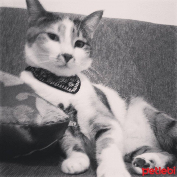 Tekir Kedi, Kedi  Şans fotoğrafı