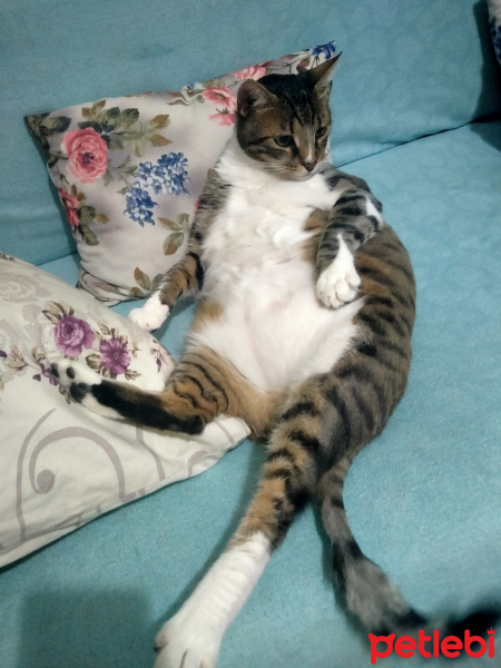 Tekir Kedi, Kedi  Carlos fotoğrafı