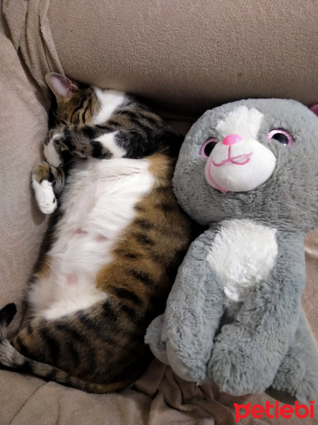 Tekir Kedi, Kedi  Carlos fotoğrafı