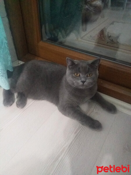 British Shorthair, Kedi  Prenses fotoğrafı