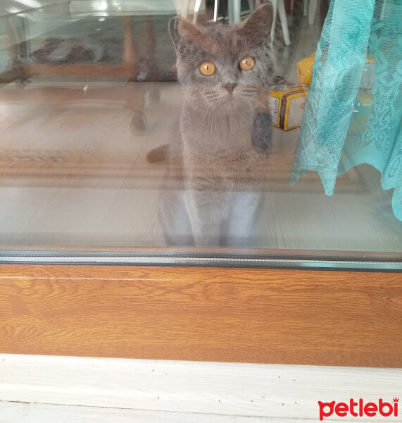 British Shorthair, Kedi  Prenses fotoğrafı