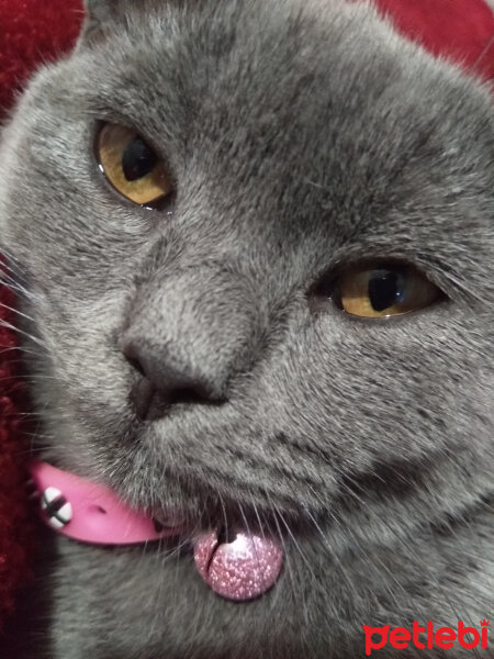 British Shorthair, Kedi  Prenses fotoğrafı