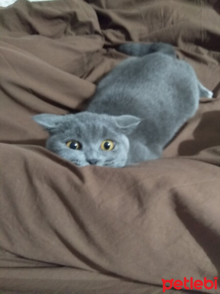 British Shorthair, Kedi  Prenses fotoğrafı