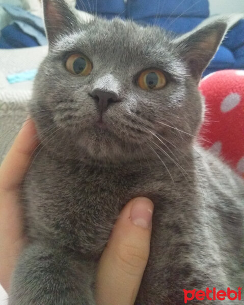 British Shorthair, Kedi  Prenses fotoğrafı