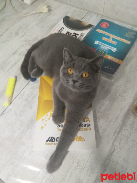 British Shorthair, Kedi  Prenses fotoğrafı