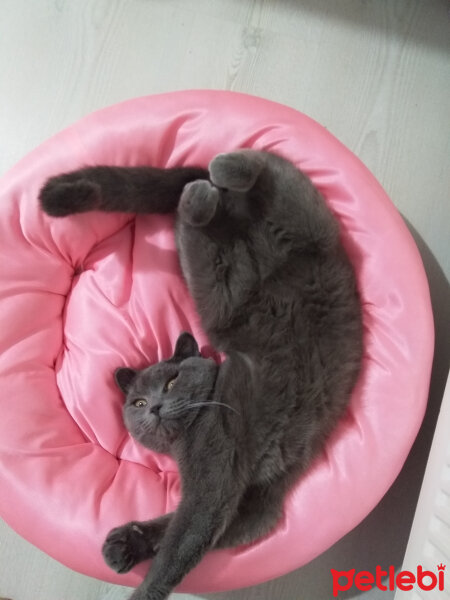 British Shorthair, Kedi  Prenses fotoğrafı