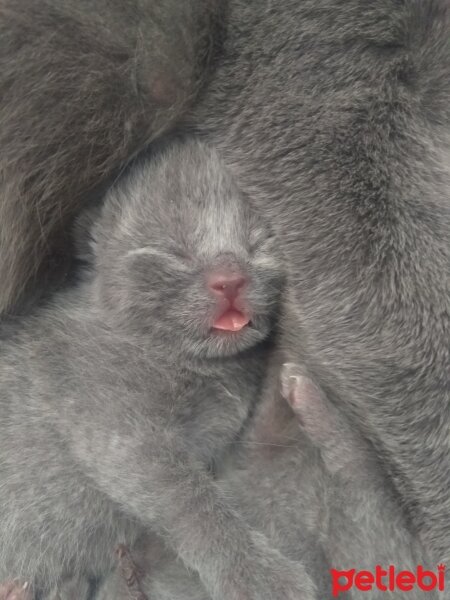 British Shorthair, Kedi  Prenses fotoğrafı