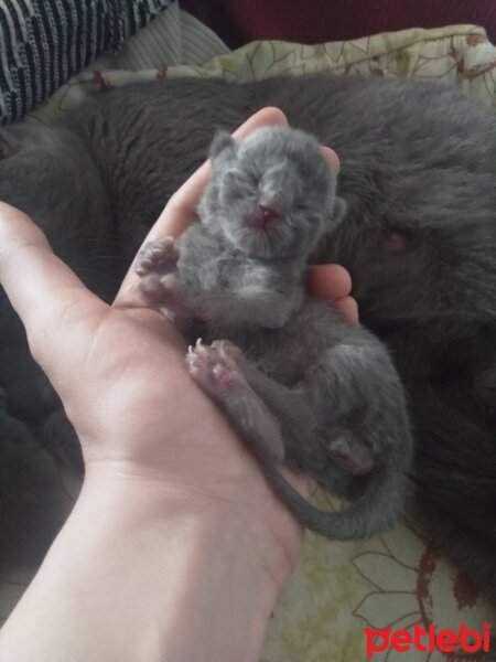 British Shorthair, Kedi  Prenses fotoğrafı