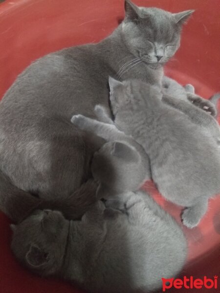 British Shorthair, Kedi  Prenses fotoğrafı