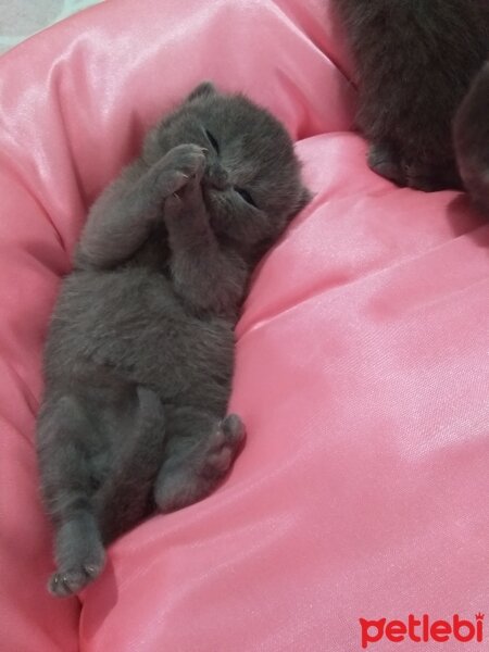 British Shorthair, Kedi  Prenses fotoğrafı