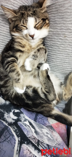 Tekir Kedi, Kedi  Chen fotoğrafı