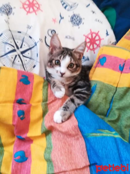 Tekir Kedi, Kedi  Chen fotoğrafı