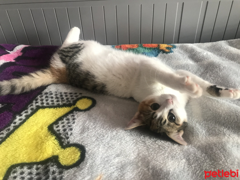 Tekir Kedi, Kedi  Çiçek fotoğrafı