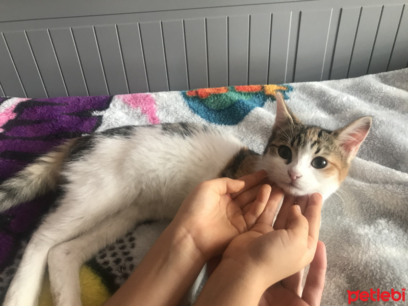 Tekir Kedi, Kedi  Çiçek fotoğrafı