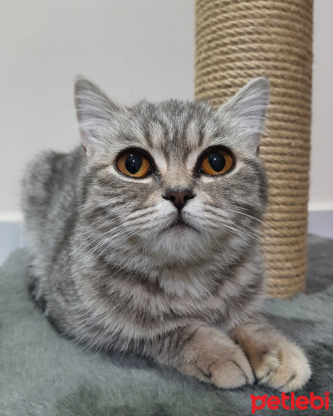British Shorthair, Kedi  Yumi fotoğrafı