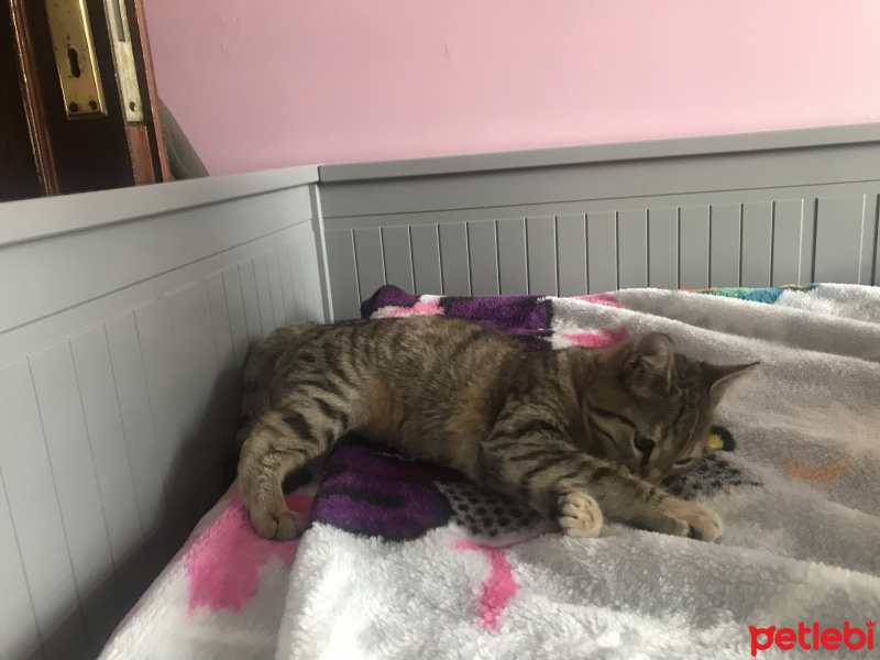 Tekir Kedi, Kedi  Mia fotoğrafı