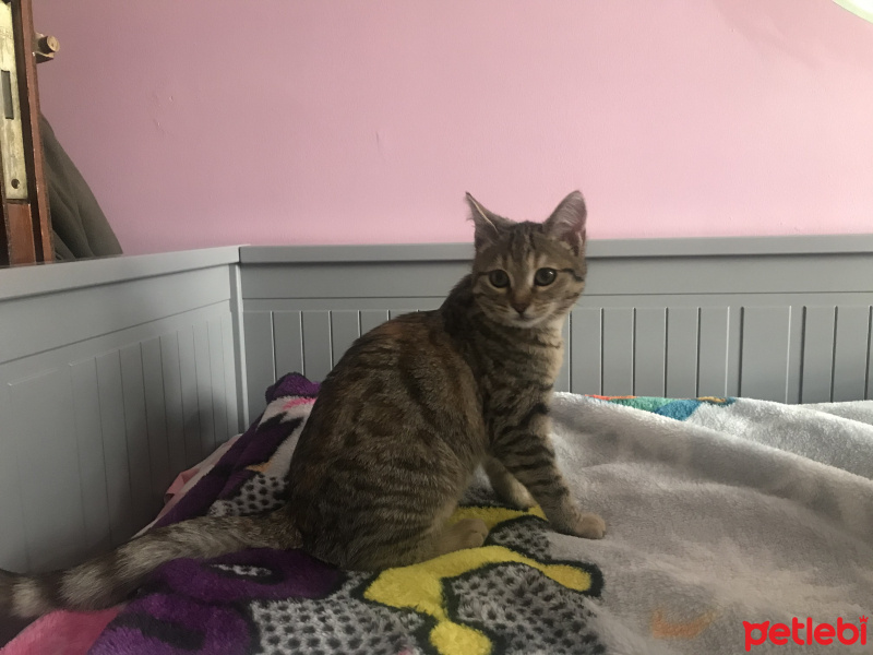 Tekir Kedi, Kedi  Mia fotoğrafı