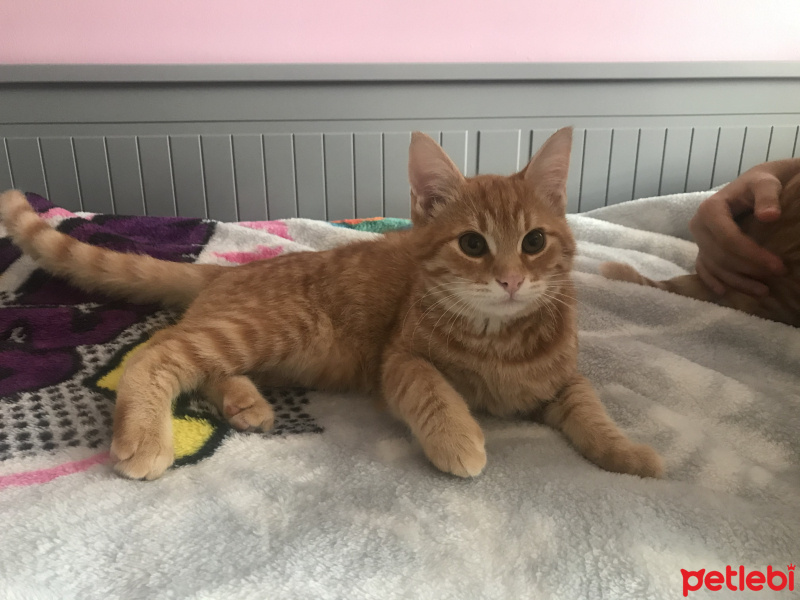 Tekir Kedi, Kedi  Mars fotoğrafı