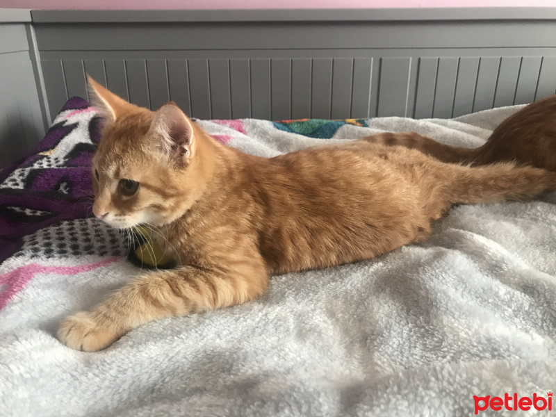 Tekir Kedi, Kedi  Mars fotoğrafı