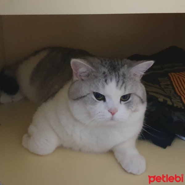 British Shorthair, Kedi  Mario fotoğrafı