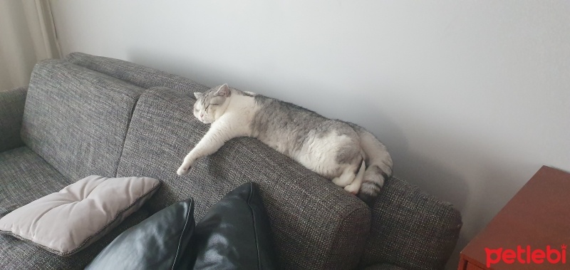 British Shorthair, Kedi  Mario fotoğrafı