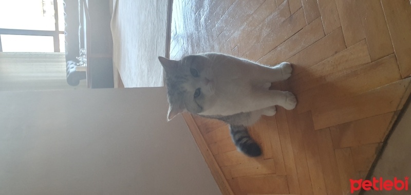 British Shorthair, Kedi  Mario fotoğrafı