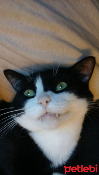 Tuxedo (Smokin) Kedi, Kedi  Bıdık fotoğrafı