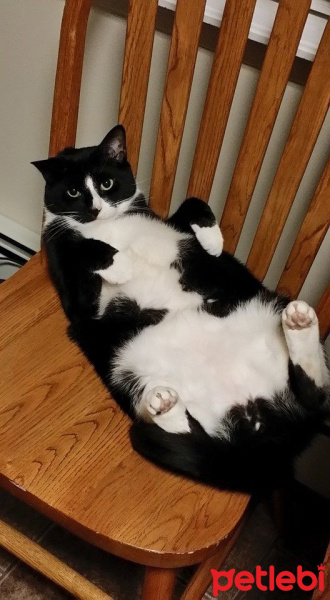 Tuxedo (Smokin) Kedi, Kedi  Bıdık fotoğrafı