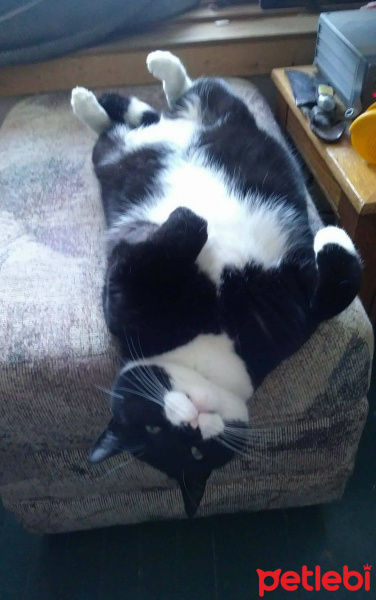 Tuxedo (Smokin) Kedi, Kedi  Bıdık fotoğrafı