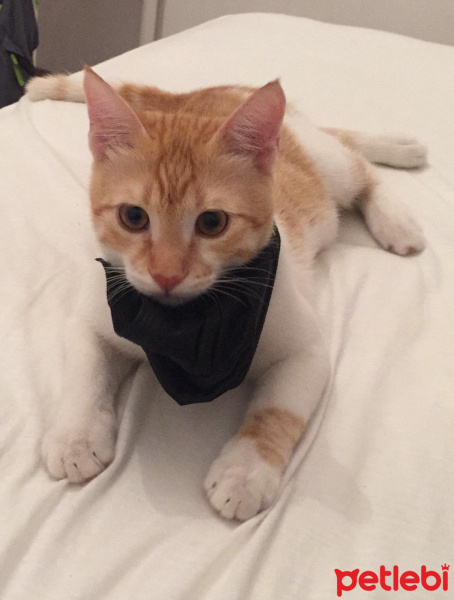 Sarman, Kedi  Pembo fotoğrafı