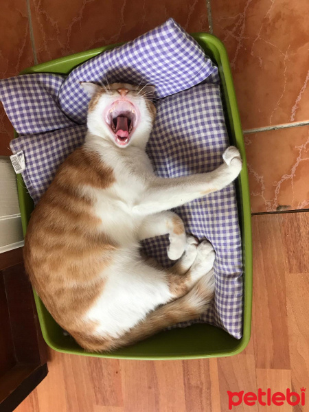 Sarman, Kedi  Pembo fotoğrafı