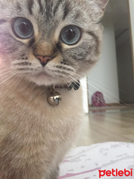 Siyam Kedisi, Kedi  Safir fotoğrafı