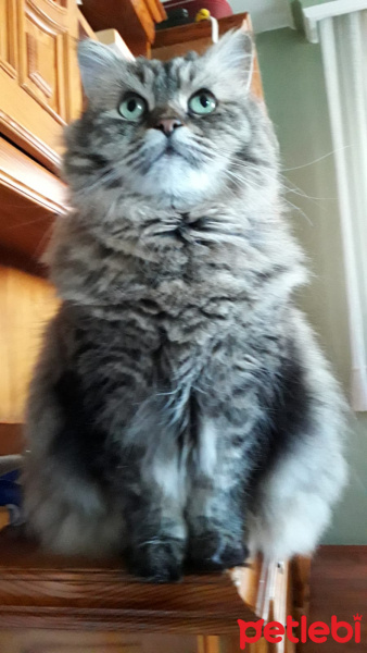 Chinchilla, Kedi  İpek fotoğrafı