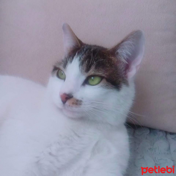 Tekir Kedi, Kedi  Aslan fotoğrafı