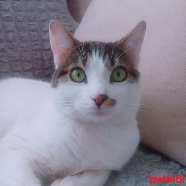 Tekir Kedi, Kedi  Aslan fotoğrafı